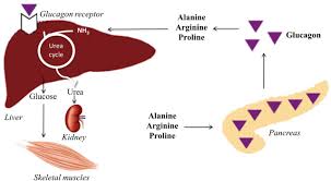 Alanine Arginine And Proline But Not Glutamine Are The Feed Back Regulators In The Liver Alpha Cell Axis In Mice Biorxiv