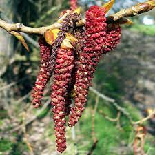 There is a whitish waxy coating on the underside of the leaf. Populus Nigra Hanging Tree Buy Black Poplar Tree Lombardy Poplar