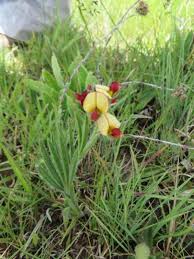 Image result for Corycium dracomontanum