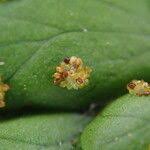 Image result for Arthropteris palisotii