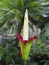 Flowers That Stink At The Us Botanical Garden Rare Flowers Corpse Flower Corpse Flower Bloom