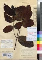 Image result for Landolphia owariensis