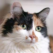 Are Calico Cats Always Female