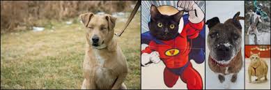 The price is $100 per night from jul 1 to jul 1$100. Save A Pet S Furry Friends 5k Superhero S Run