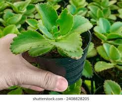 Image result for Pimpinella alismatifolia