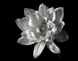 White peonies art print by photograph by magda indigo. Black And White Flower Portraiture Shutterbug