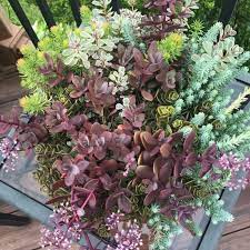 African lily has tall flower stems with clusters of blue flowers all summer. 9 Flowering Succulents To Keep Indoors Succulent City