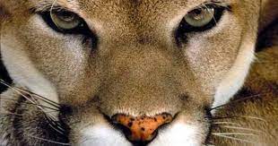 auge in auge naturhistorisches museum bern frans lanting wild cats animals