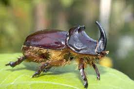 Maybe you would like to learn more about one of these? Nashornkafer Nutzlinge Im Garten Fordern