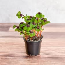 Image result for Oxalis tetraphylla