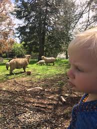 Karl's Shearing Services