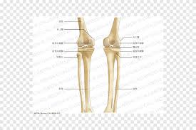 (the appendages are the arms and legs, which. Knee Human Leg Bone Tibia Anatomy Artrosis De Rodilla Foot Anatomy Png Pngegg