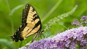 The elkton community education center (ecec) has operated a popular butterfly pavilion for 13 years to teach people about the life cycle and habitat needs of native butterflies in the umpqua river valley. Butterfly Bush Alternatives For Environmentally Friendly Gardeners
