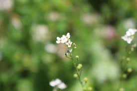 Image result for Crambe hispanica