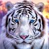 Tiger synonyms, tiger pronunciation, tiger translation, english dictionary definition of tiger. 1