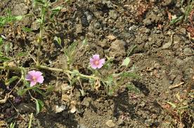 Image result for Monsonia senegalensis