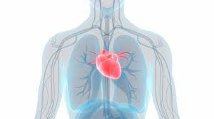 Internal body parts such as brain, lungs, hearth and external body parts such as ears, eyes and skin. Aorta Anatomy Function And Significance