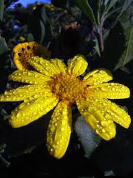 Image result for Chrysanthemoides monilifera