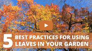Are leaves good for your garden. 5 Best Practices For Using Leaves In Your Garden Youtube