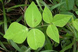 Image result for Desmodium intortum