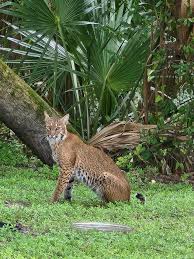 North Port Florida Wildlife and Flora Public Group