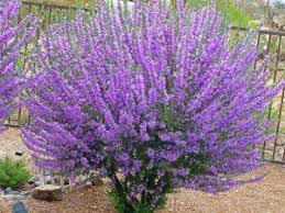 Check spelling or type a new query. The Texas Ranger Sage Shrub Bushes With Purple Or White Flowers Purple Flowering Bush Sage Bush Flowering Bushes