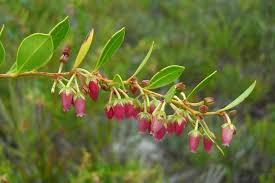 Image result for Rawsonia lucida