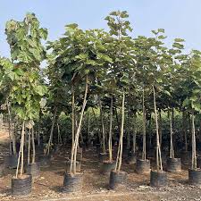 Image result for Pterospermum acerifolium