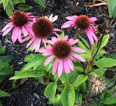 Maybe you would like to learn more about one of these? How To Put Your Garden To Bed Before Winter Dengarden