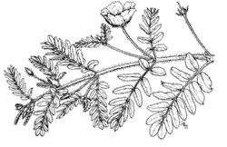 Image result for Zygophyllaceae