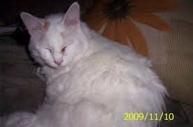 Lost Cat Domestic Medium Hair New London Ct United States 06375 Lost Cat Cats Find Pets