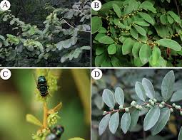 Image result for Bridelia atroviridis