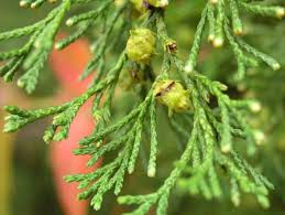 Atlantic white cedar is also sometimes. Chamaecyparis Thyoides Atlantic White Cedar Description