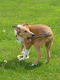 Tail Chasing Wikipedia