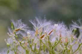 Image result for Valeriana