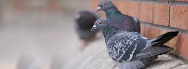 When it comes to all forms of pigeon deterrents or removal across nyc, westchester county, long island or nj, you can count on standard pest management. Pigeon Control And Removal Ehrlich Pest Control