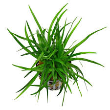 Image result for Eriocaulon bongense