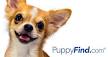 PuppyFind | Puppies for Sale