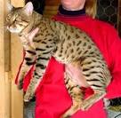 What kind of cat is a Cheetoh? - WildSpots Cattery