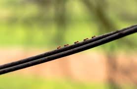 Find out what attracts the ants and home remedies and ways to stop these tiny ants stay in solid connection with other ants. How To Get Rid Of Tiny Red Ants How I Get Rid Of