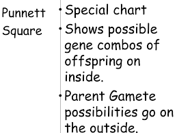 topic genetics aim what are punnett squares ppt download