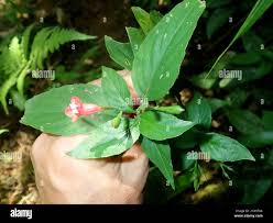 Image result for Ruellia brevifolia