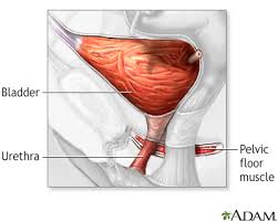 Image result for Stress Incontinence