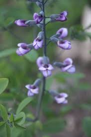 Image result for Baphia ovata