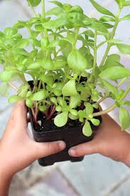 It has a mild lemony flavor and a chewy texture that is delicious in a big wild salad. 20 Edible Weeds In Your Garden With Recipes