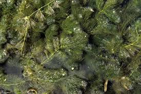 Image result for Ceratophyllaceae