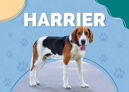 Image result for Harrier dog