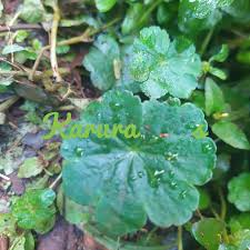 Image result for Magnistipula butayei