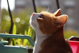 Katzennetz Fur Den Balkon Ohne Bohren Die Anleitung Fur Selberbauer Katzennetz Katzen Katze Balkon