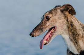 Get To Know The Different And Surprising Greyhound Mix Breeds K9 Web